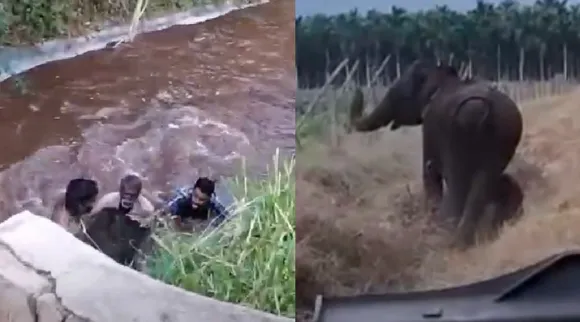 video Coimbatore forest dept rescue baby elephant from canal reunited with mother Tamil News 