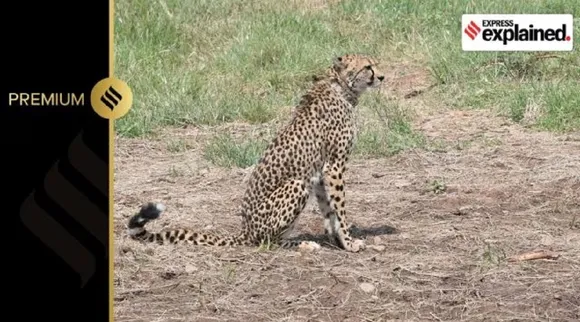 cheetah kuno