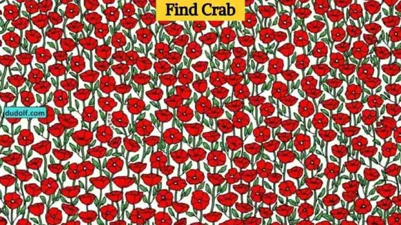 crab 1 