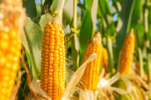 corn