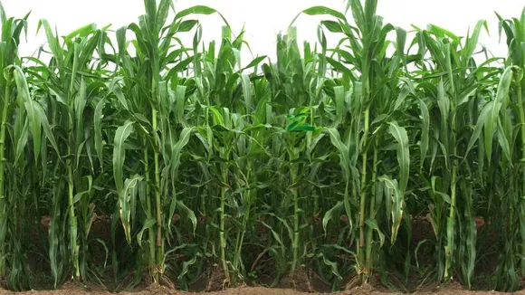 Green Snake in Maize 1