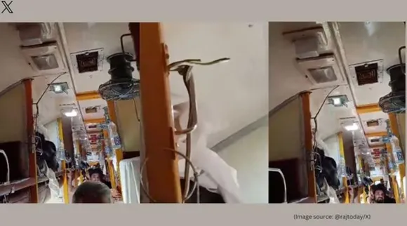 snake in train