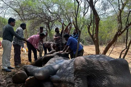 Elephant treat