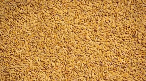 navara rice
