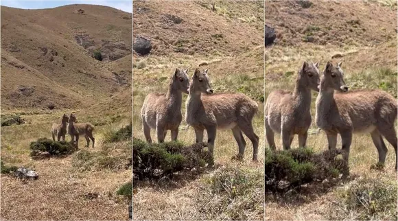 A tahr 2