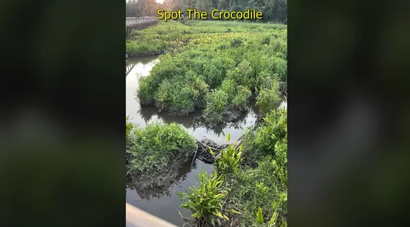 croc 2