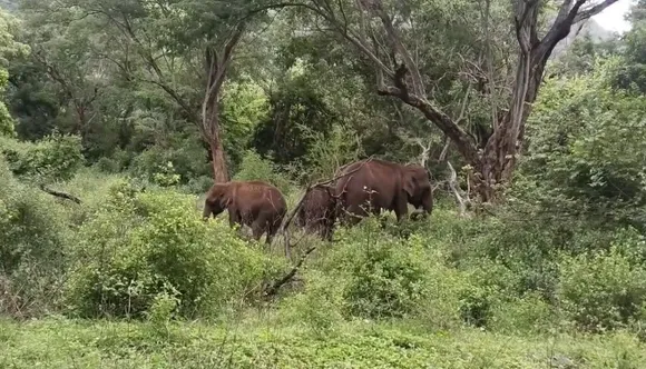 Coimbatore wild elephant
