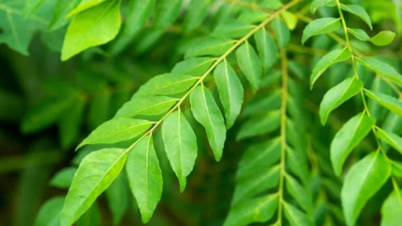 neem
