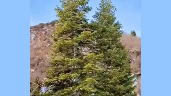 Mountain Lion 1