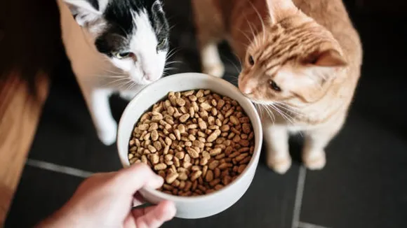 pets