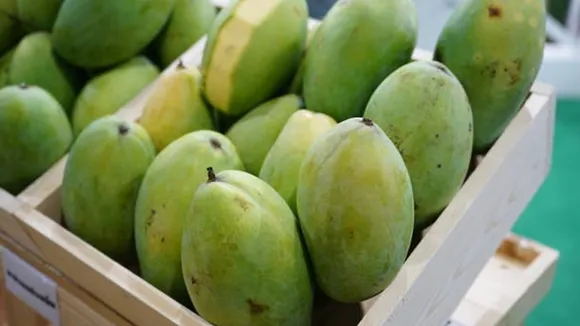 raw mango