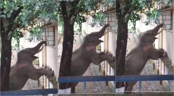 pachyderms jump