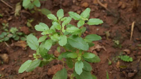 tulsi