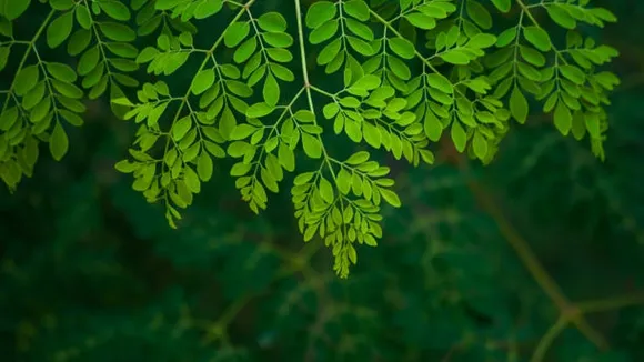 moringa leaves