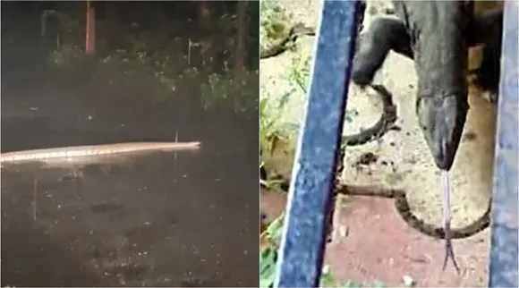 python lizard 1