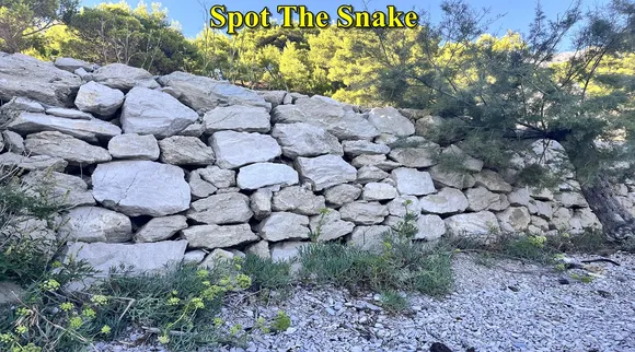 snake finder 1