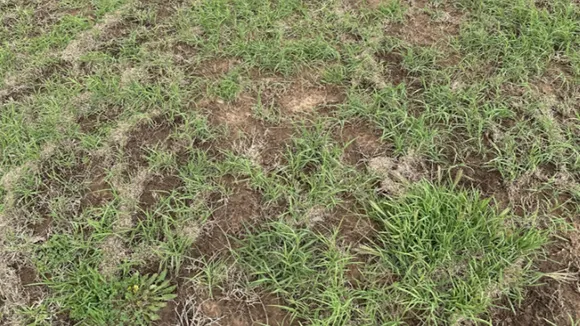 Find the snake hidden in the grass in 9 seconds