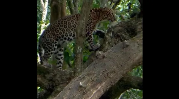 leopard walks