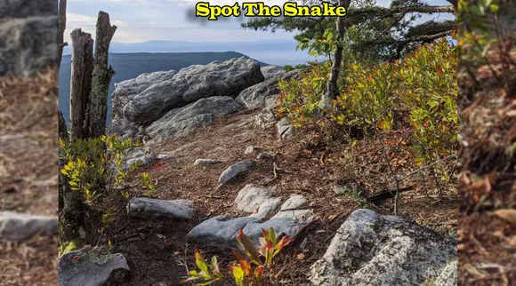 A Snake 1