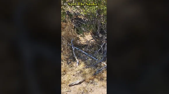 Find Snake 3