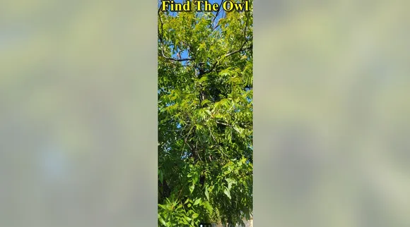 Find the Owl