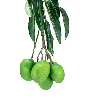 mango leaves