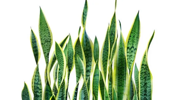 snake plants