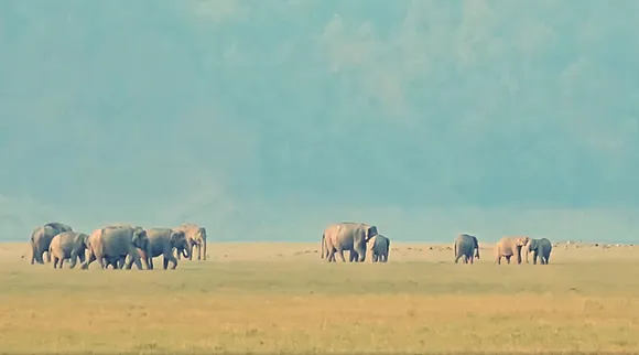 elephants march 1