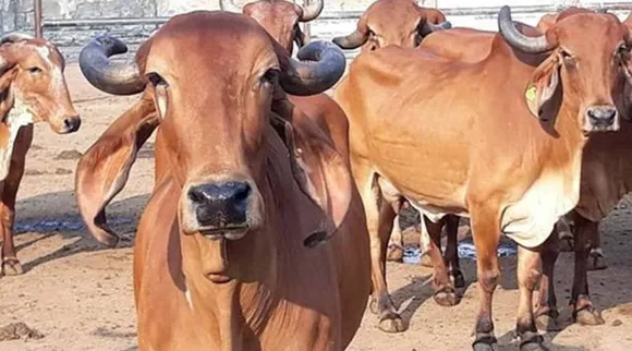 cows x