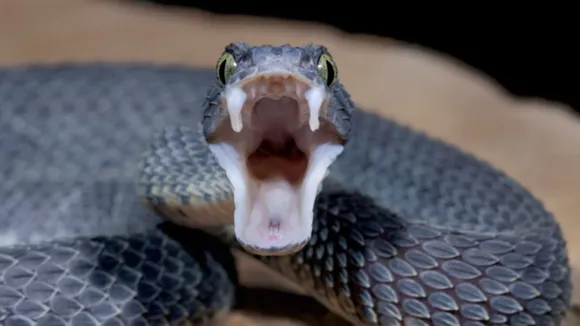 Do you know snakes favorite plants