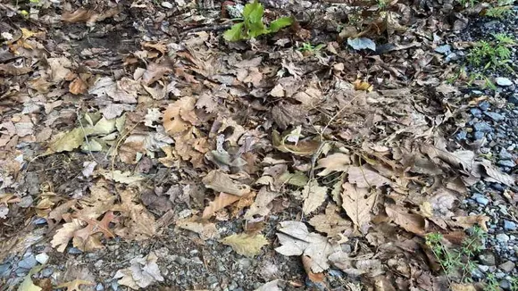 spot the snake