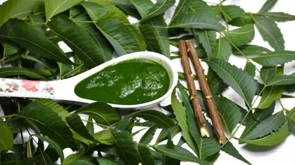 paan leaves