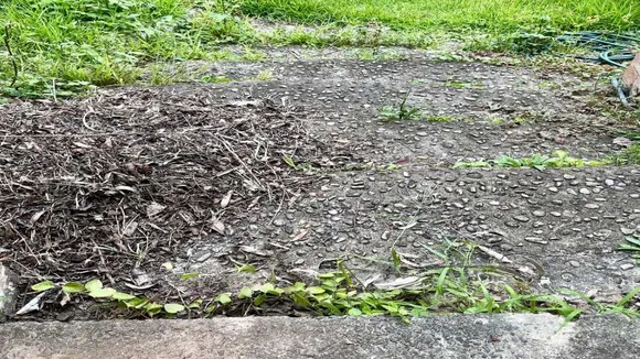 Snake 1 