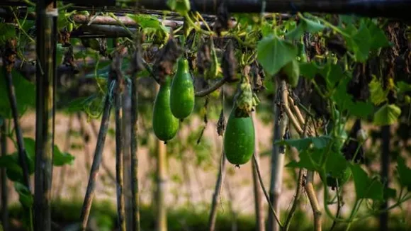Surprising benefits of lauki juice
