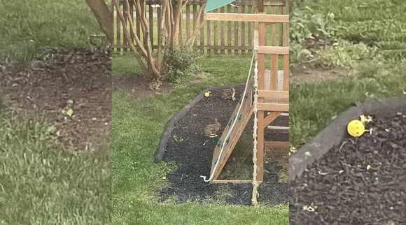 Bunny 1