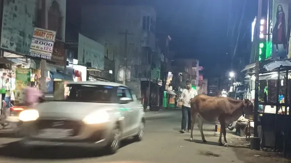 cattle