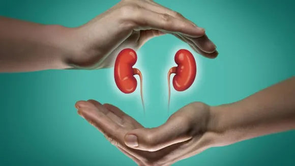 kidney