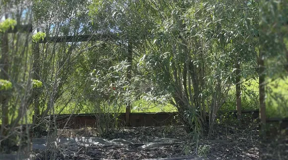 A Deer I
