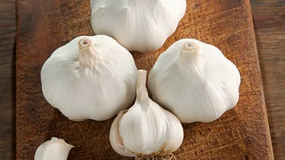 garlic