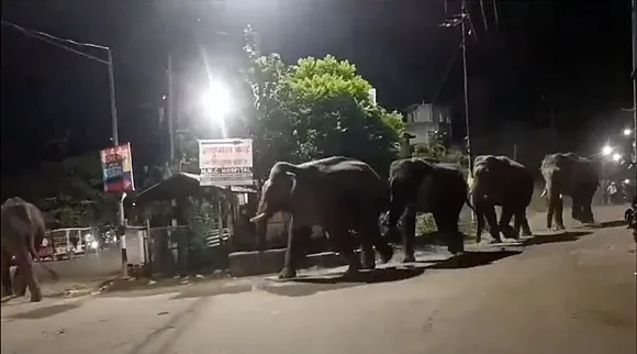 elephant urban