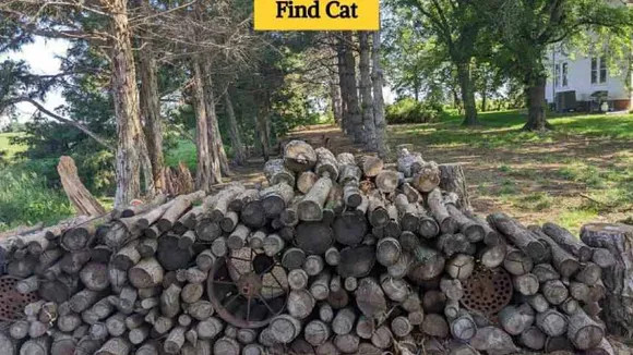 cat 1