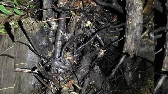 Spot the Snake I