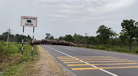 Elephant crossing 1