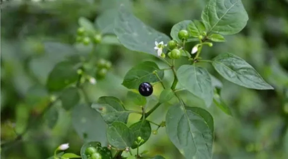 Manathakka.jpg