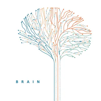 brain