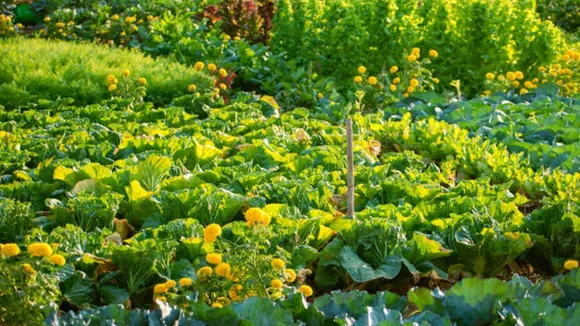 vegetable garden