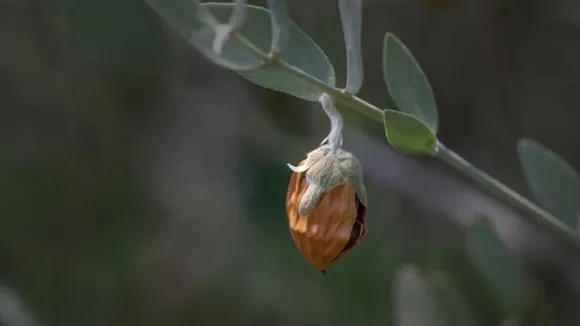 jojoba oil