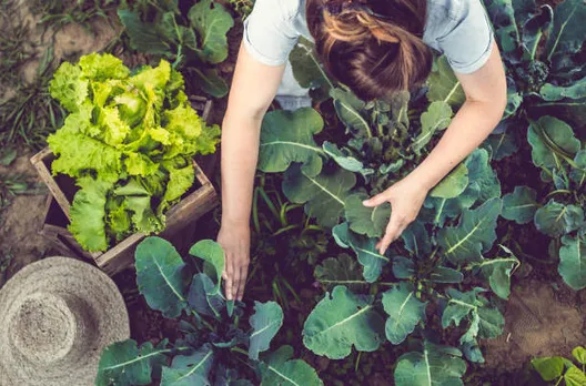 home garden vegetables