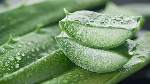 aloe gel