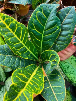 house plants